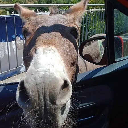 Il Rifugio Di Artemide Gospodarstwo agroturystyczne Perinaldo