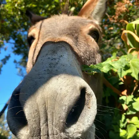 Il Rifugio Di Artemide ファームステイ Perinaldo