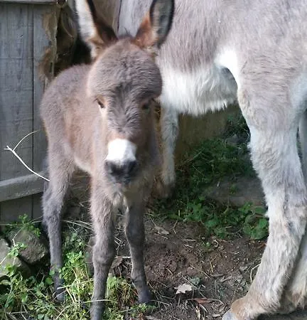 Gospodarstwo agroturystyczne Il Rifugio Di Artemide *