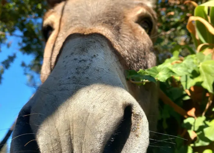 Il Rifugio Di Artemide Farm stay Perinaldo