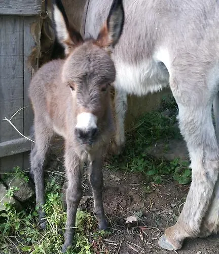 Farm stay Il Rifugio Di Artemide *